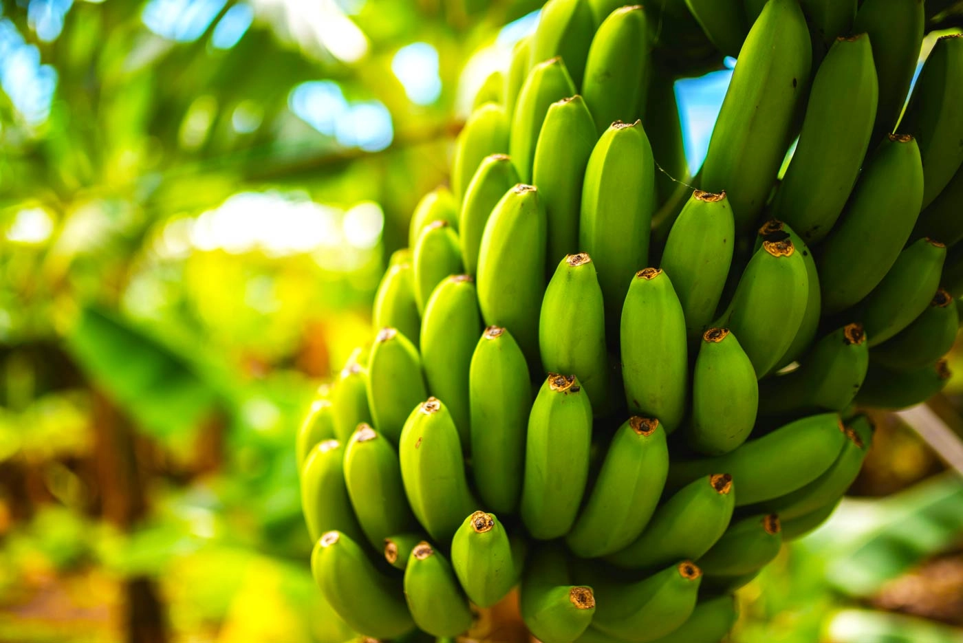 Organic Bananas Are Coming To Madeira!