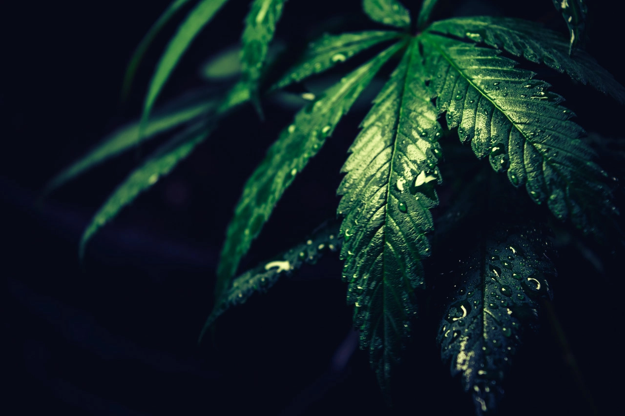 Madeira-Bound Hash Smuggler Apprehended in Lisbon