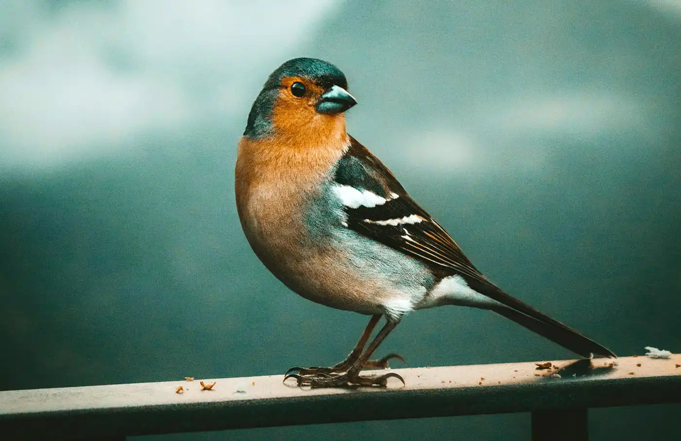 Tourist Warning: Stop Feeding Wild Birds in Madeira