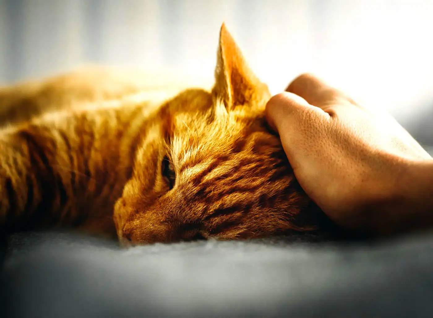 Police Identify Over 3,000 Suspects in Animal Abandonment
