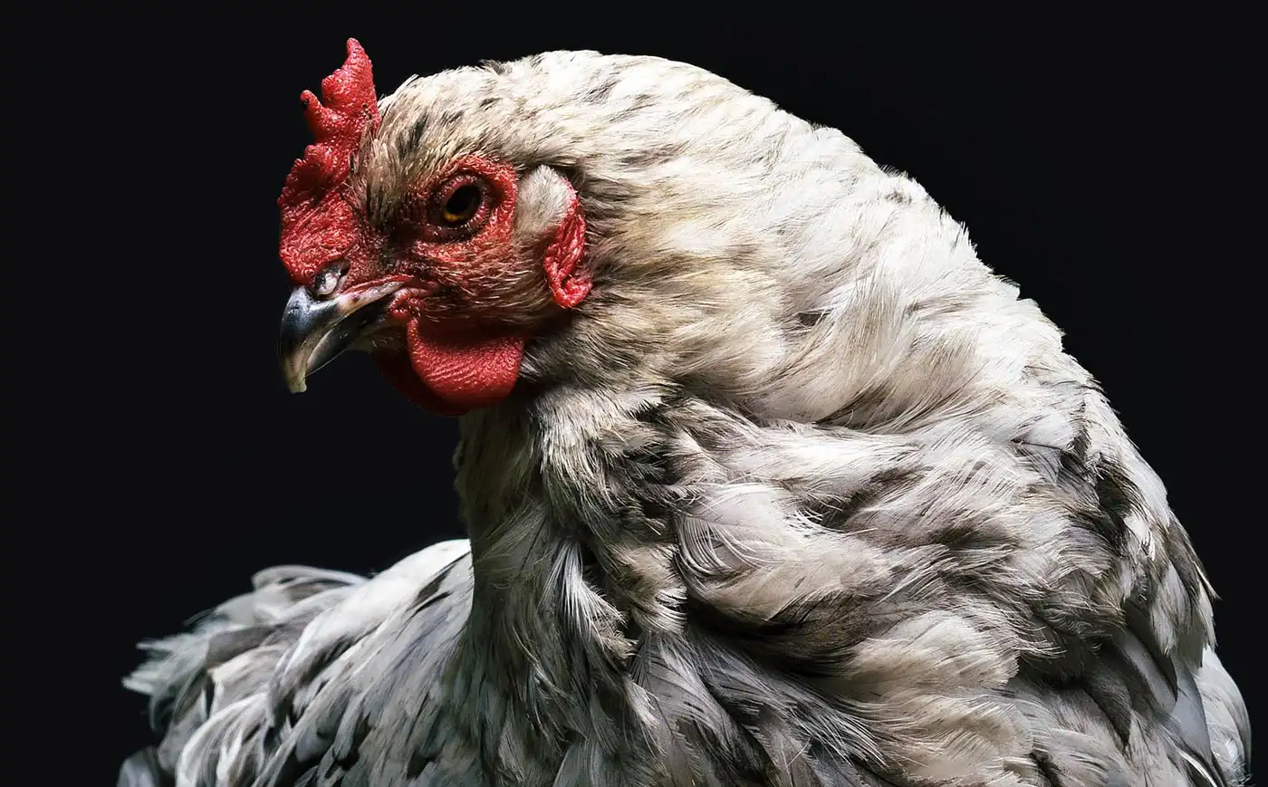 Pingo Doce Loses Legal Battle Against Animal Rights Group