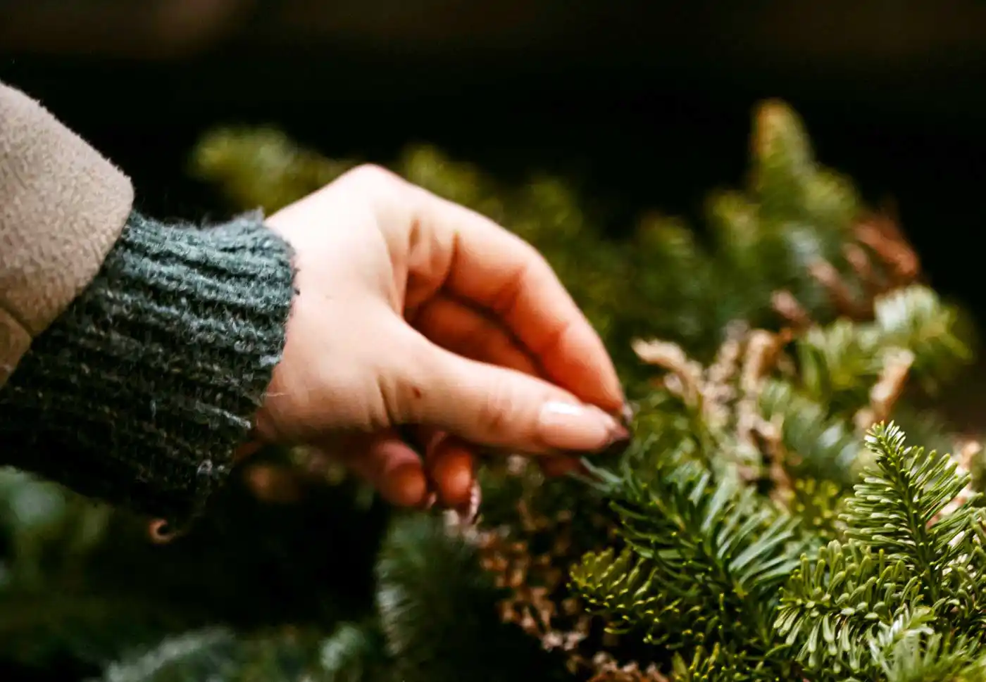 Street Vendors Face a Tough Season Selling Christmas Pines