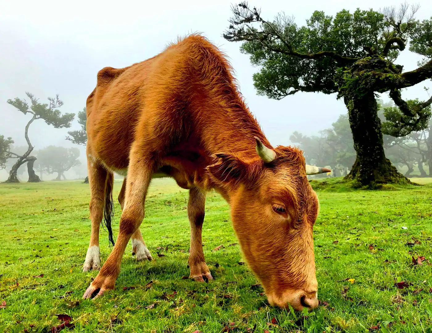 Cattles And Tourists Causing "Slow Death" of Fanal