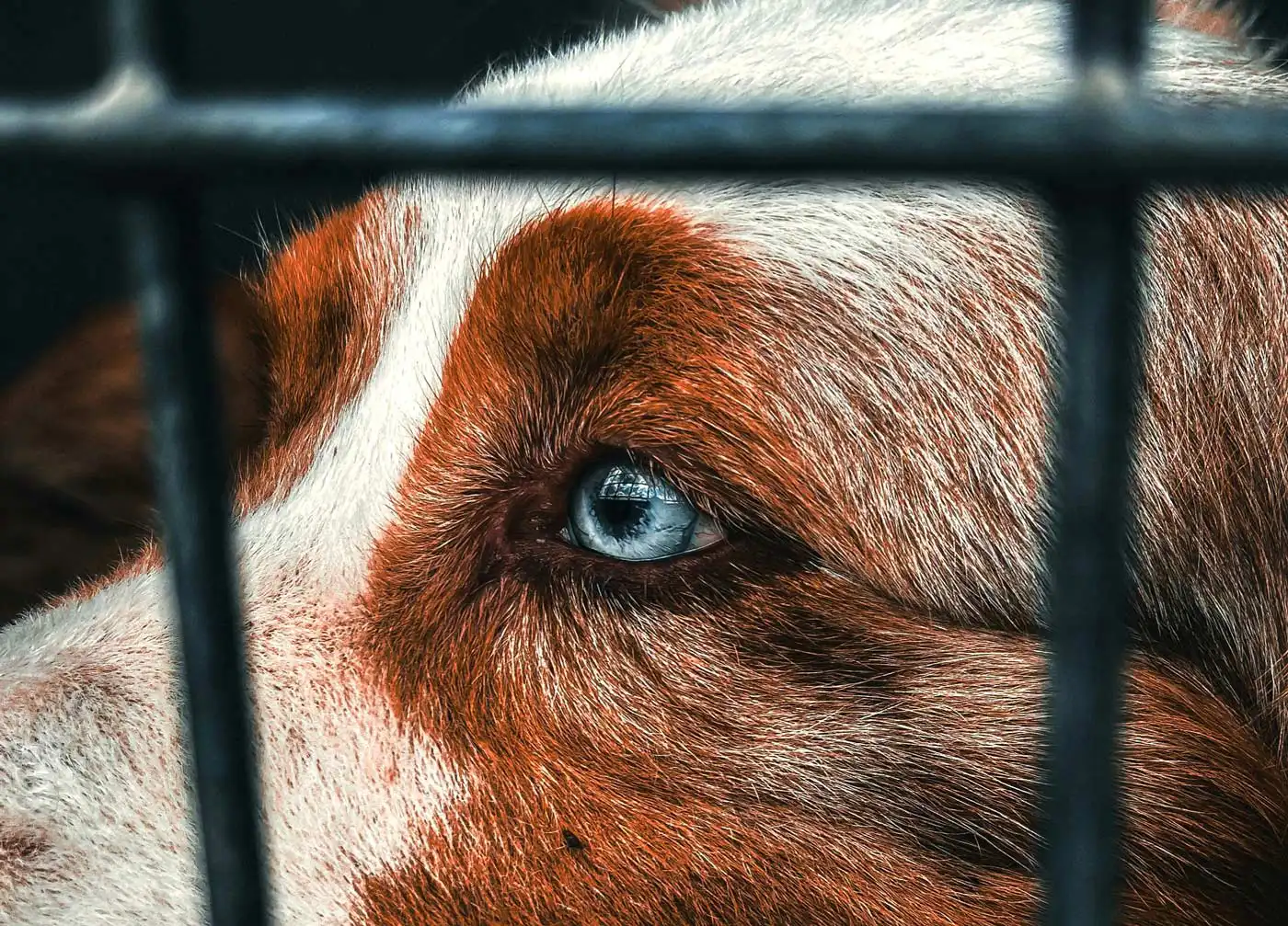 Porto Moniz Builds Public Animal Shelter