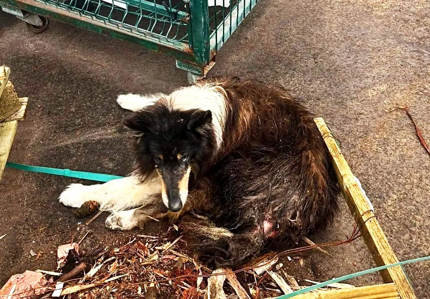Ajuda a Alimentar Cães Rescues Border Collie Left to Die