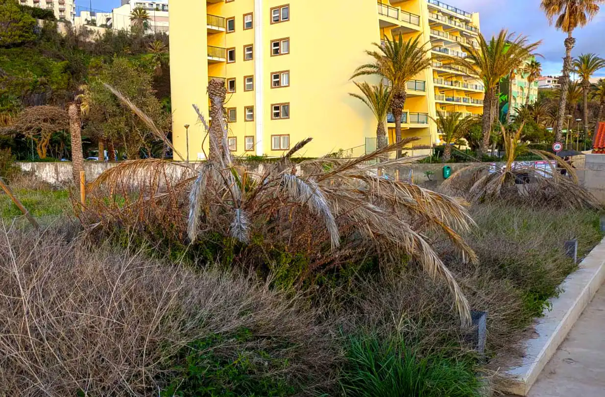 Dying Palm at Praia Formosa