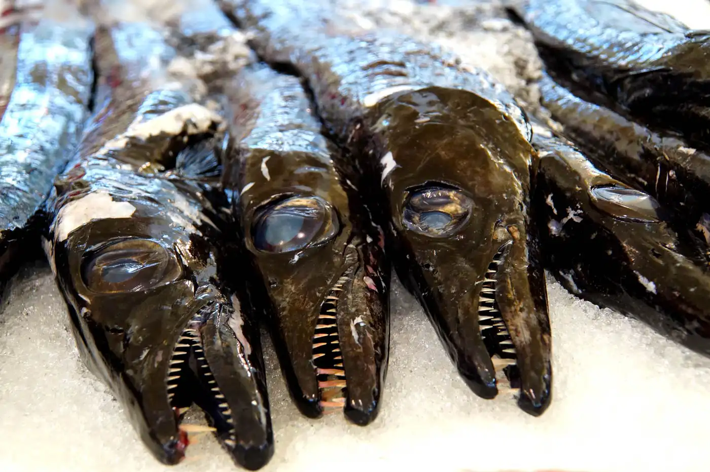 Madeira's Espada: Facts, Food & Dangers of the Black Scabbardfish