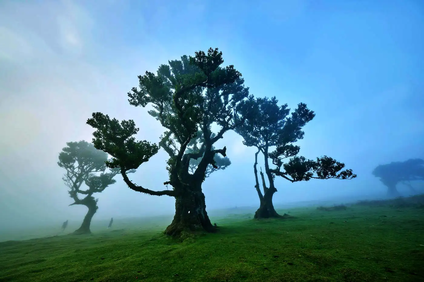 Calls for Closure of Fanal Forest to Protect UNESCO Heritage