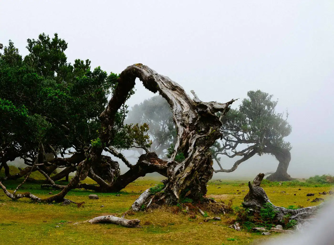 Centuries-Old Trees in Fanal Now Shielded by Fences