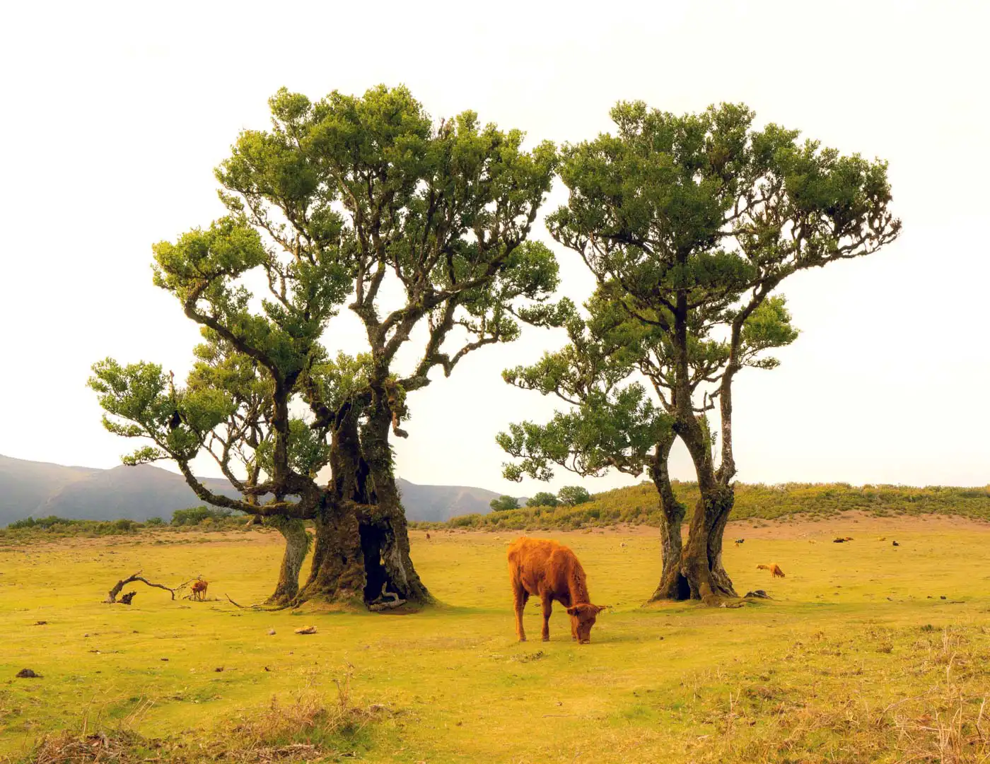 Hit The Road Madeira: Fanal is Dying