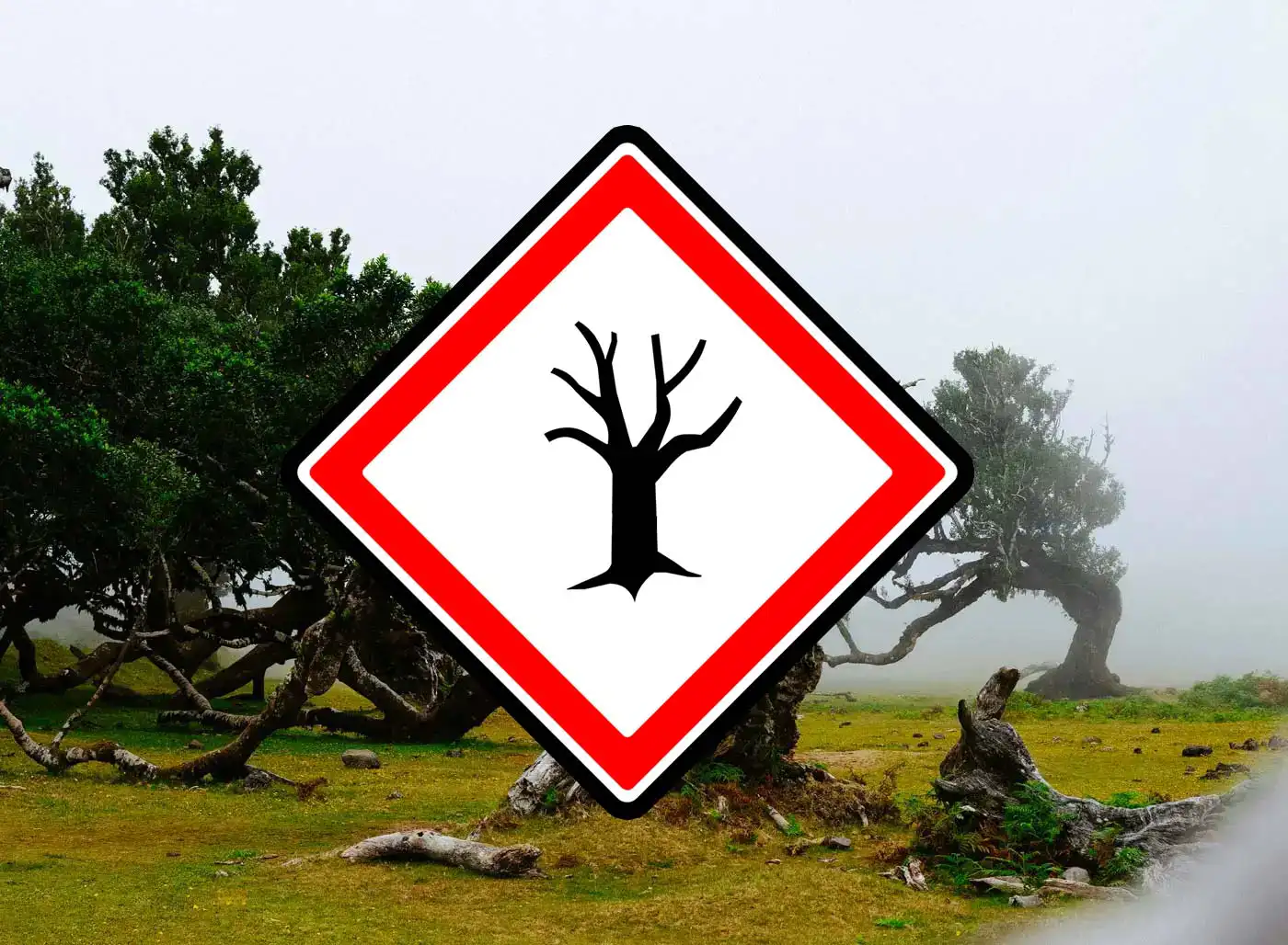 Destroyed Trees, Plastic-Choked Plants: Activists Call for Action