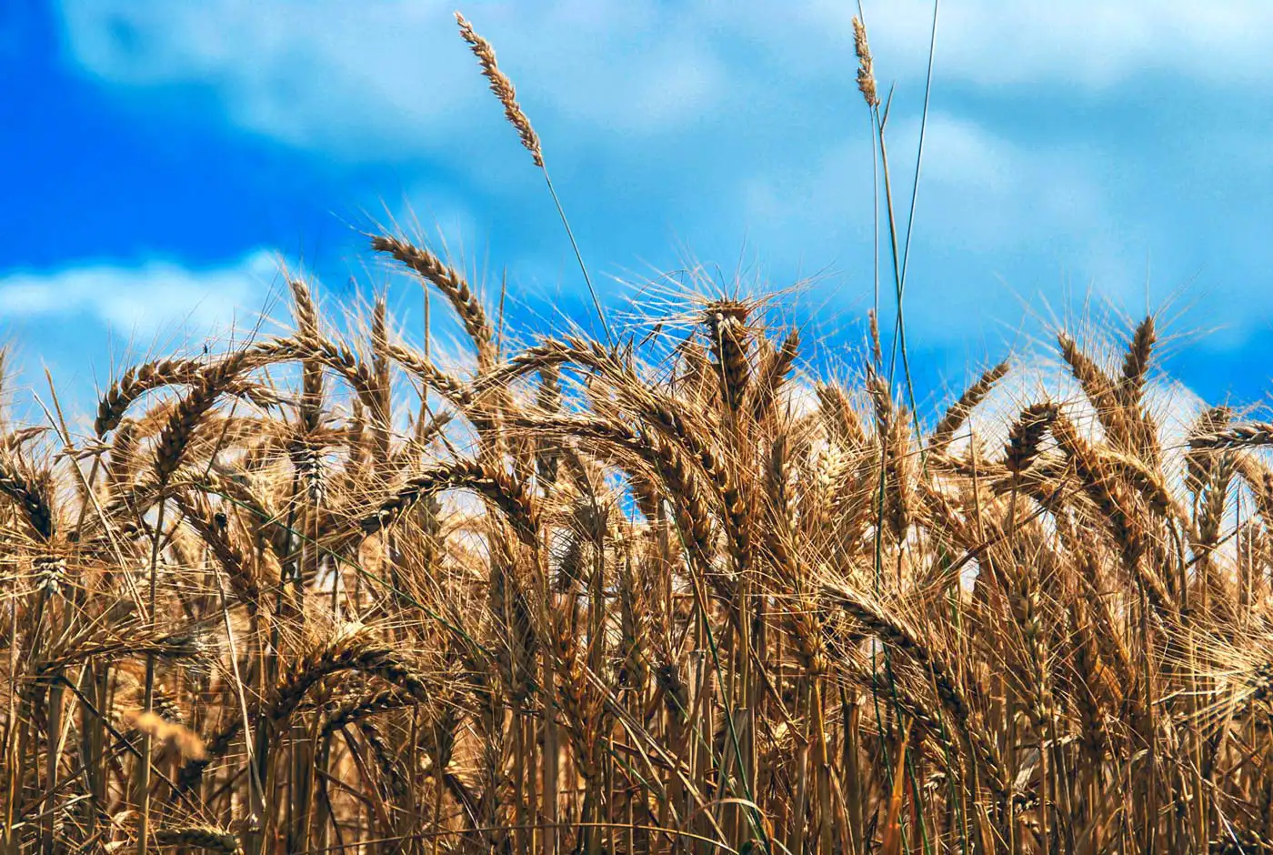 Madeira Extends Emergency Grain Stock as World Conflicts Intensify