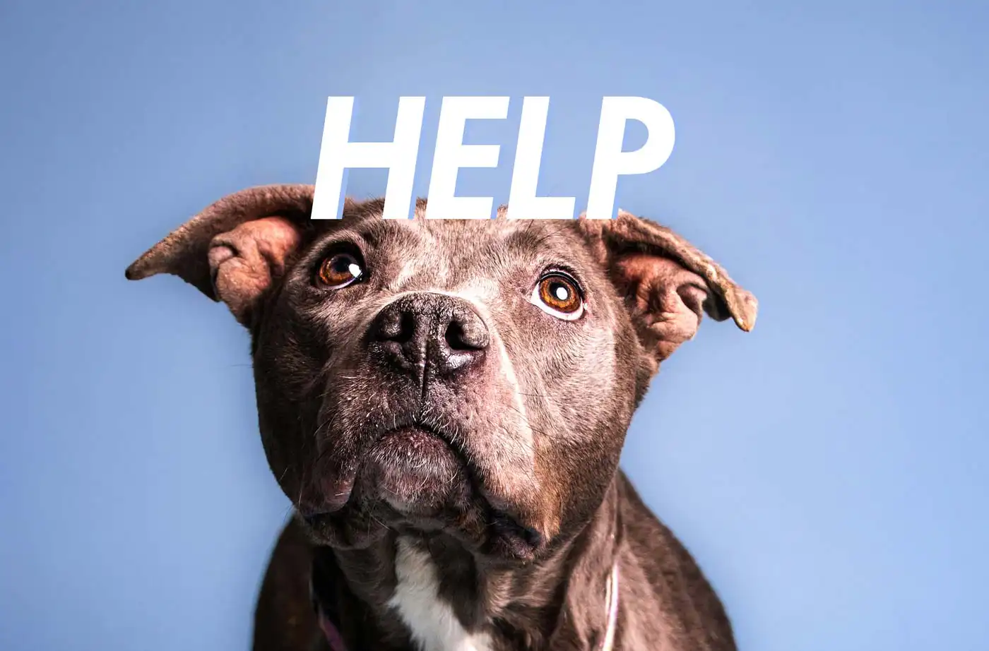 They Saved Countless Animals - Now You Can Save Them