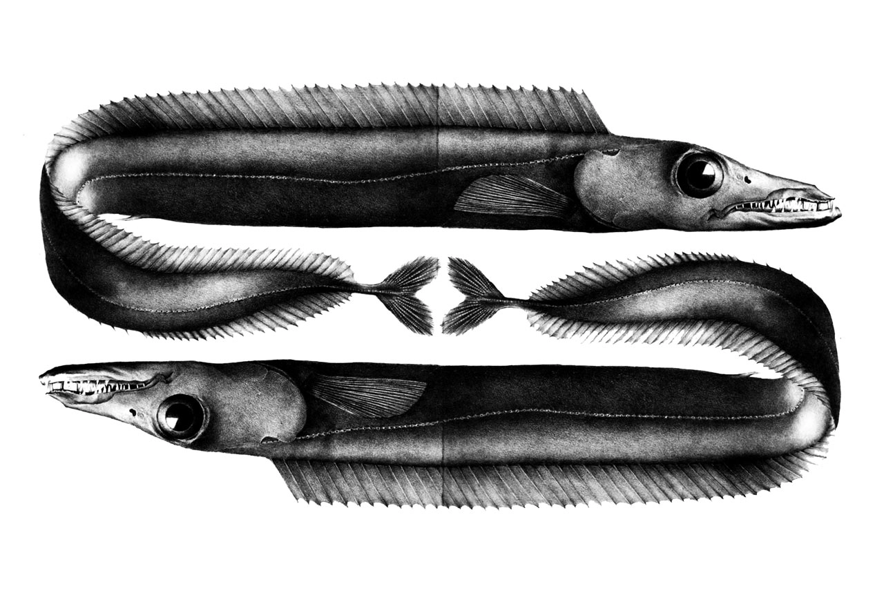 Madeira's Espada: Facts, Food & Dangers of the Black Scabbardfish