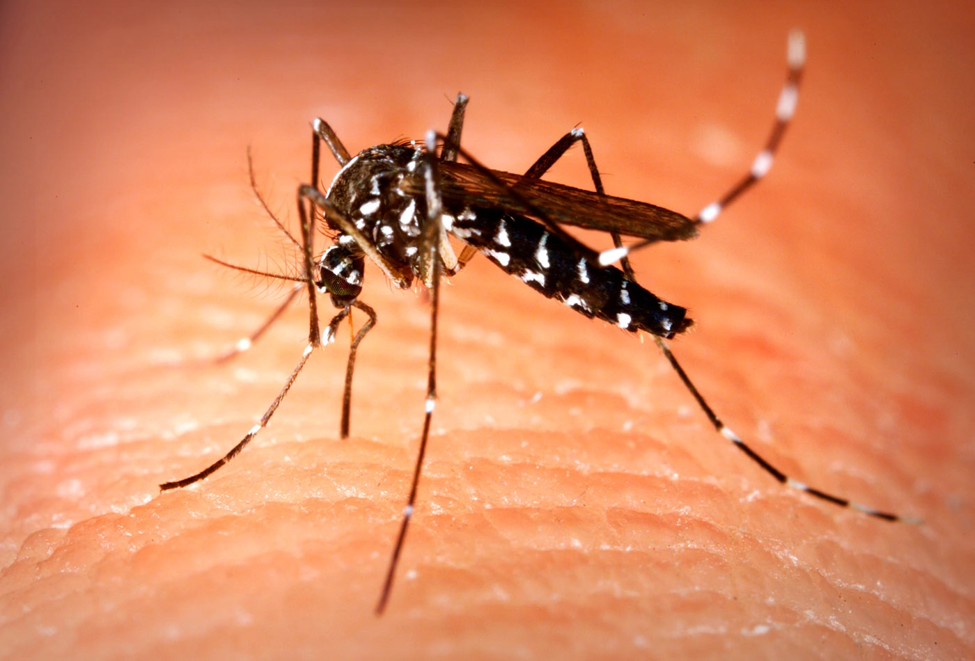 Mosquito Threat: Madeira Empowers Residents