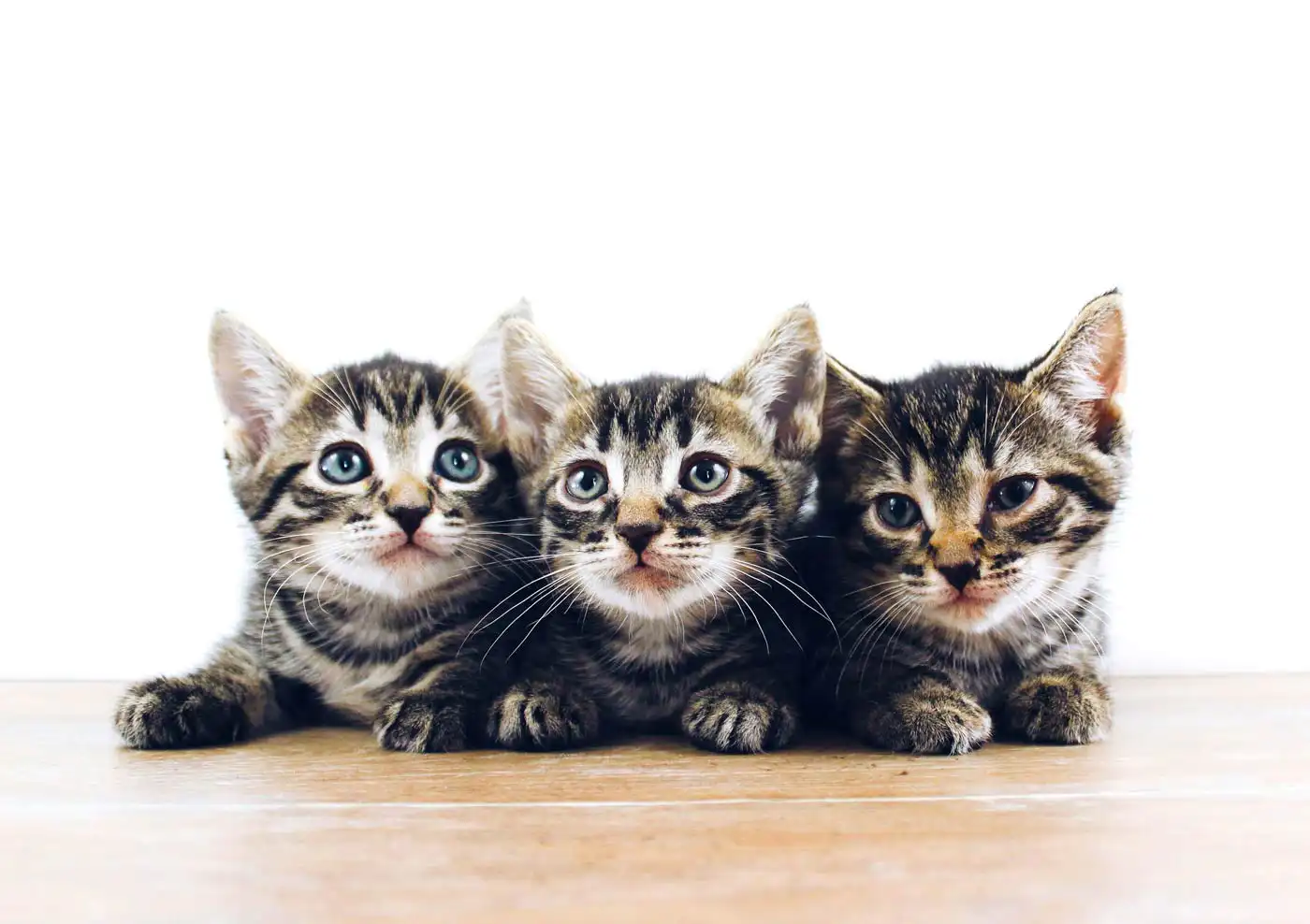 Cro Santa Cruz: Urgent Appeal for Cat Adoptions