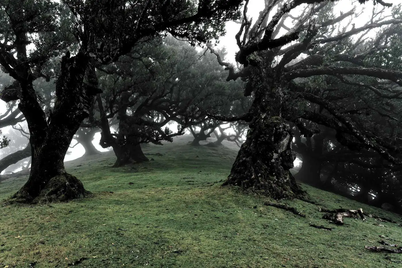 Environmentalist Compares Laurissilva Forest With Gaza Strip