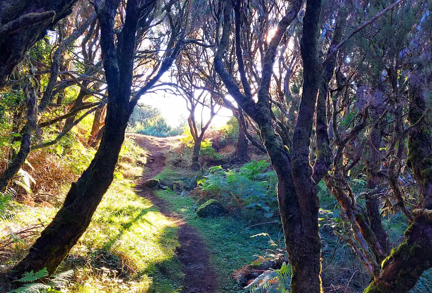 Laurissilva Forest Resilient as Agriculture Halves, Scrubland Grows