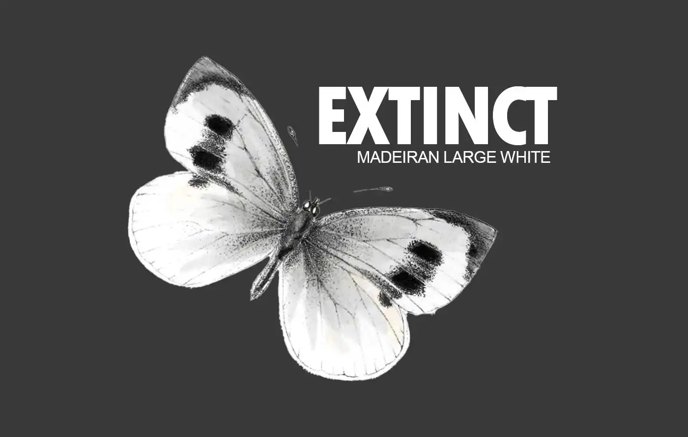 Madeira’s Large White: First European Butterfly Declared Extinct