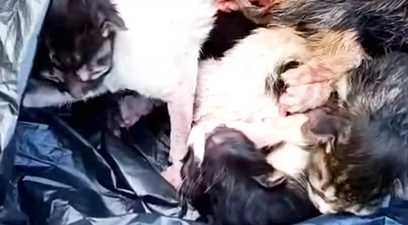 Newborn Kittens Found in Garbage Bag in Funchal