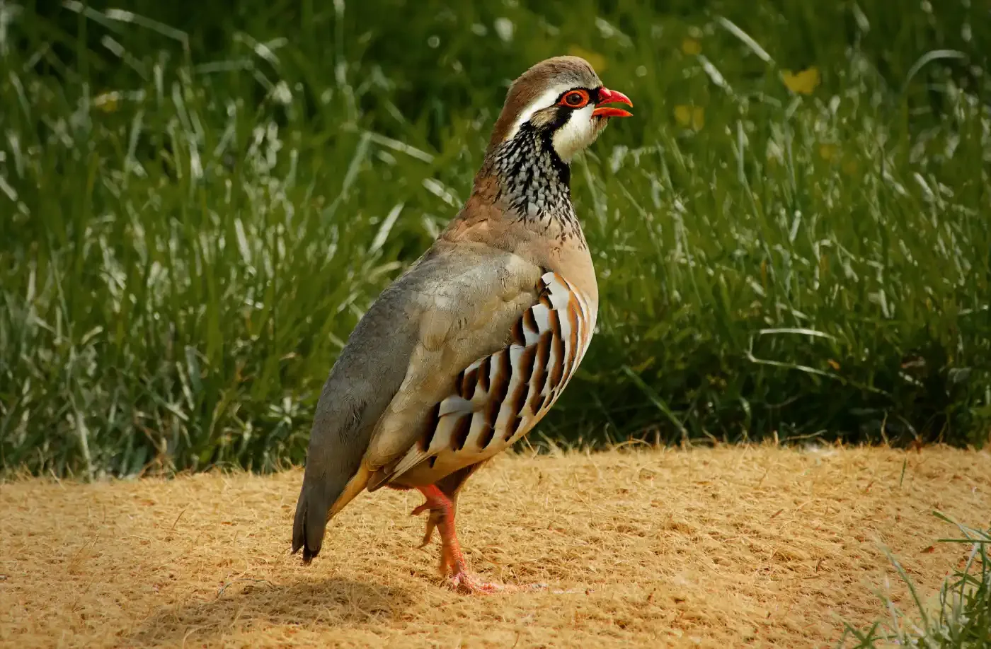 Shotgun Man Spotted Hunting Partridges at Ponta de São Lourenço