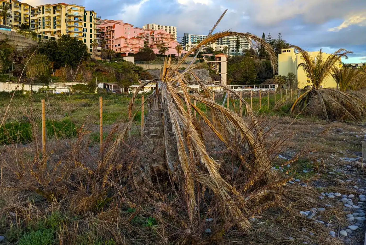 Why Are Palms at Praia Formosa Left to Die?