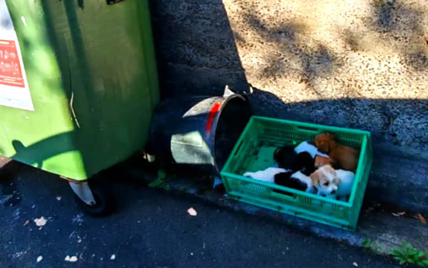 Puppies Abandoned Near Garbage Container in Caniço
