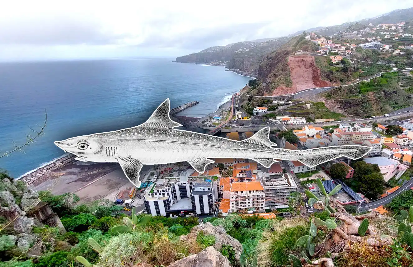 Sharks Spotted at Ribeira Brava Lead to Swimming Ban