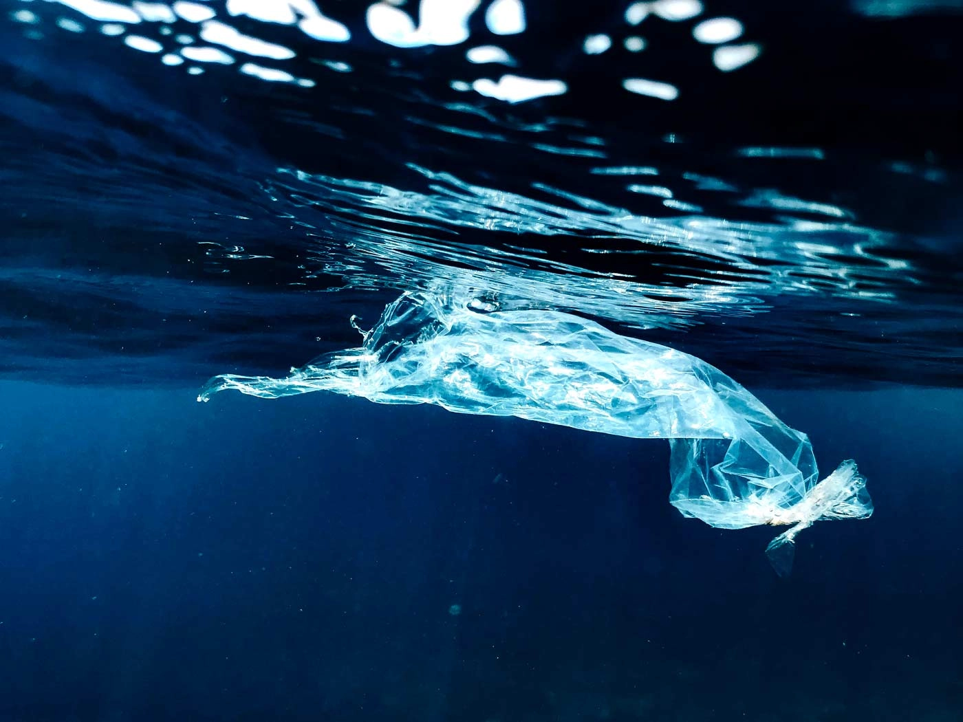 PAN Madeira Calls For Reduction Of Plastic Bag Use On International Plastic Bag Free Day